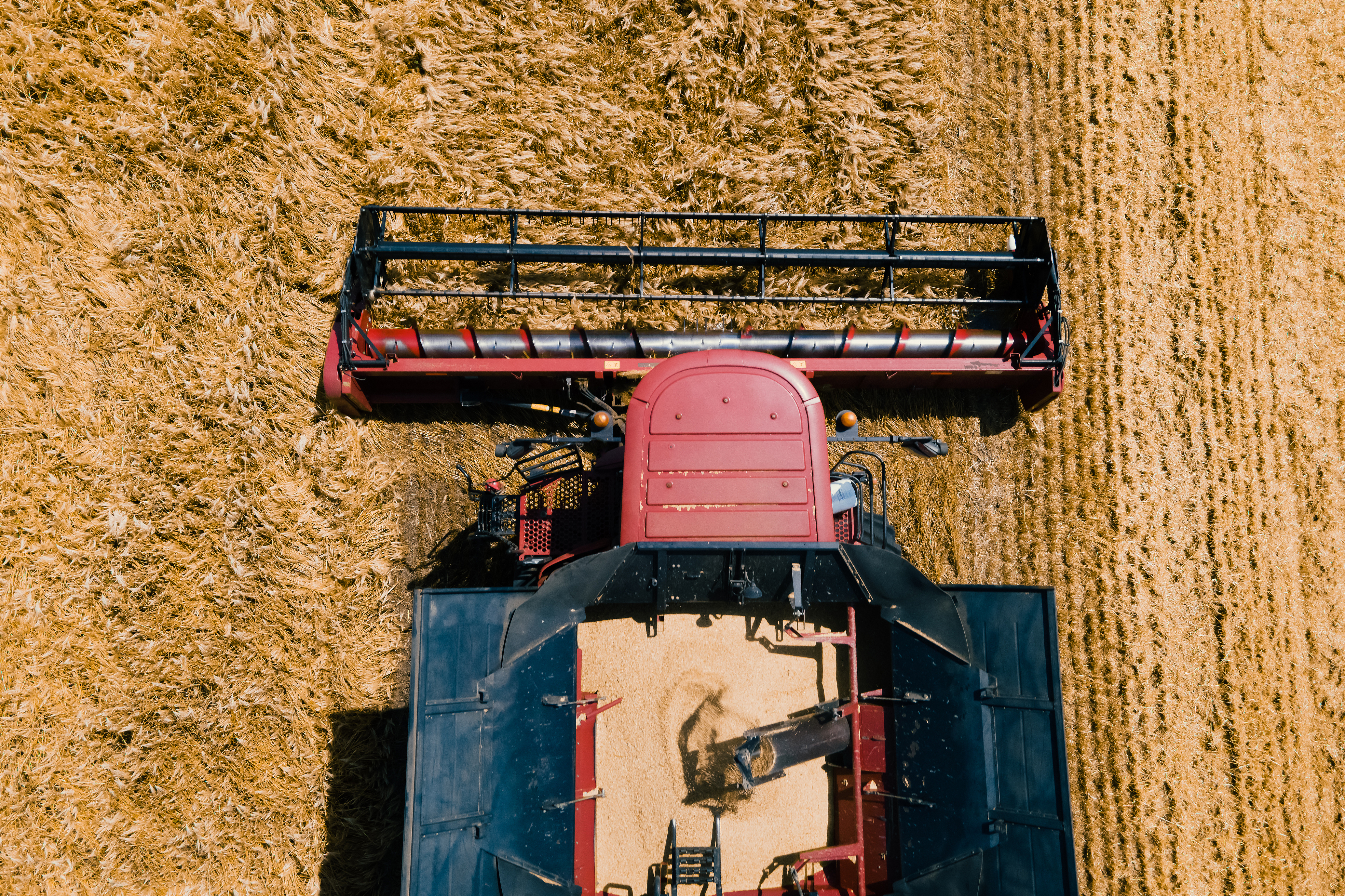 Aerial view 4k resolution Modern combine harvester collects ripe wheat.